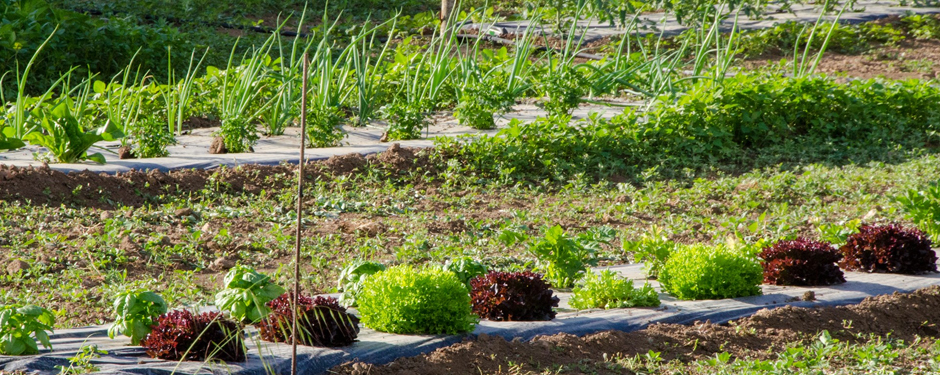 agriturismo_i_due_casali_vetralla_orto