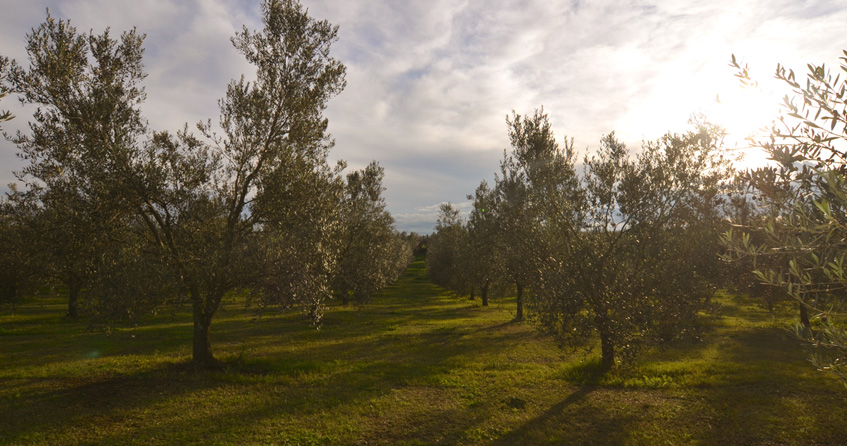 oliveto i due casali vetralla viterbo
