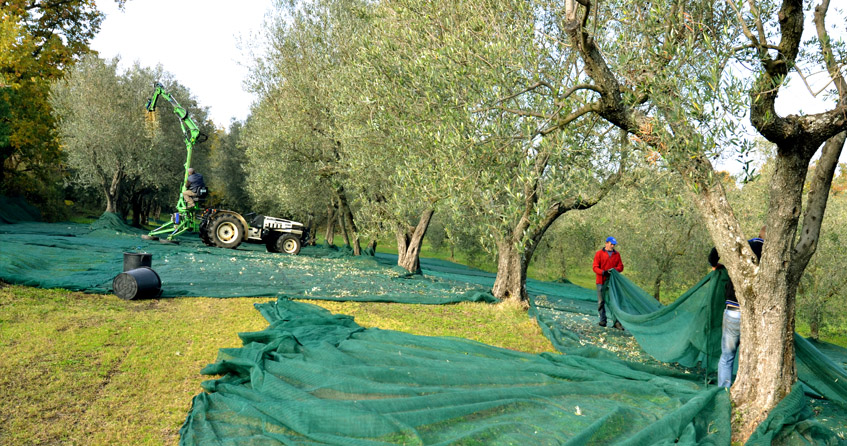 raccolta olive vetralla iduecasali